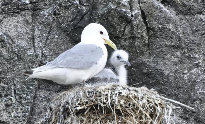 Kittiwake with chick